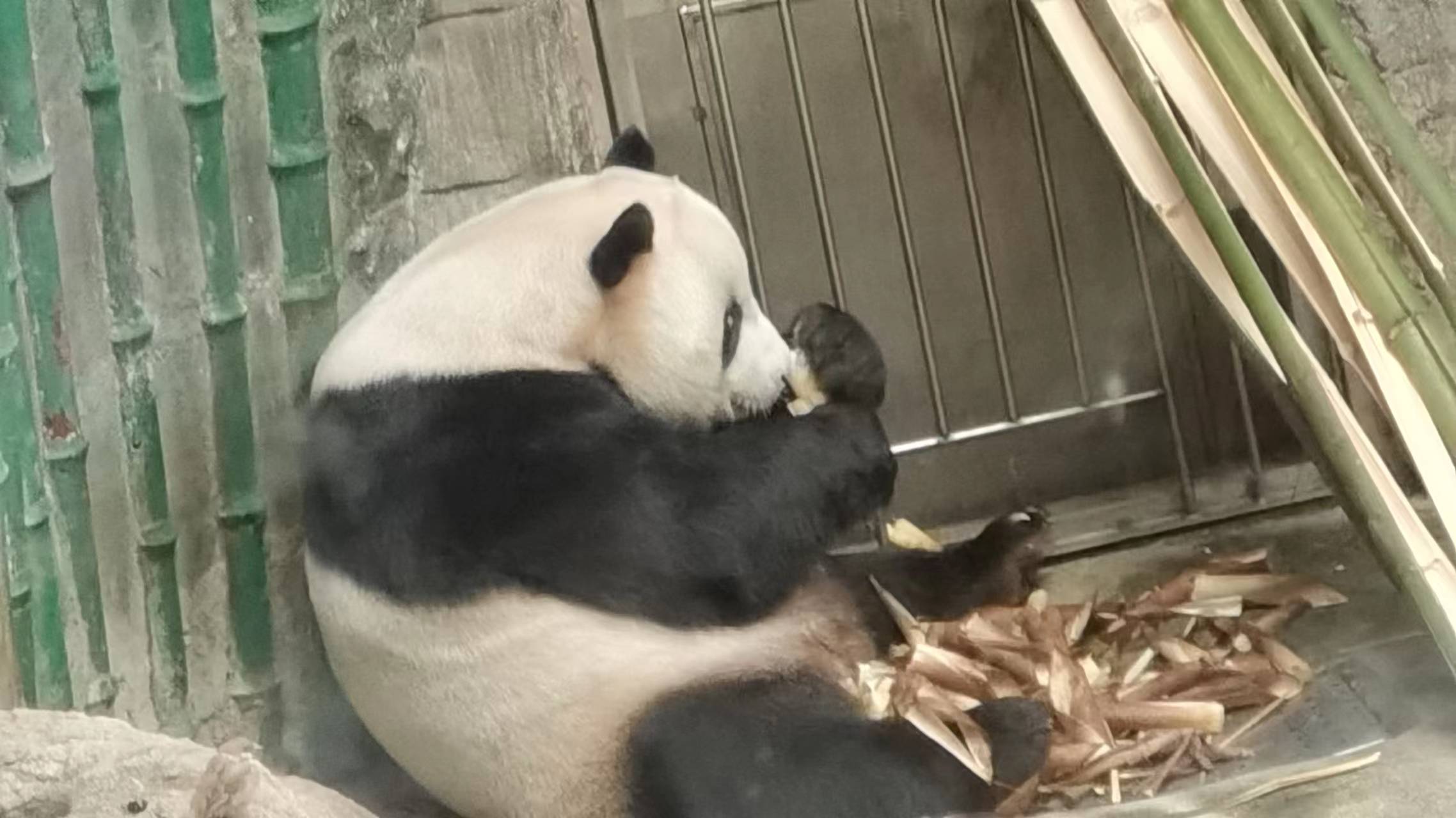 熊猫